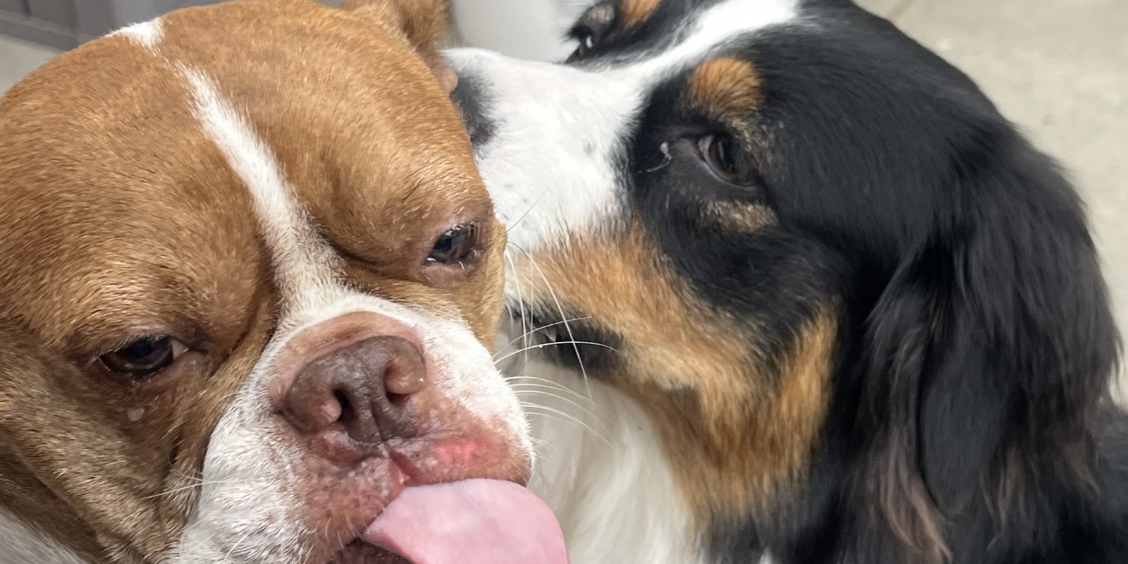 Two dogs getting acquainted, nose to ear, on the patio